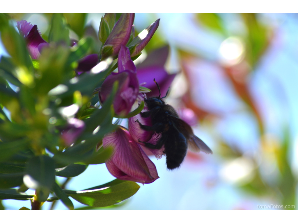 Abeja azul de la madera