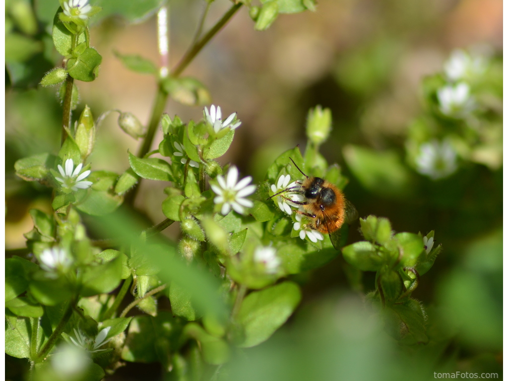 Abeja sobre pequeñas flores blancas