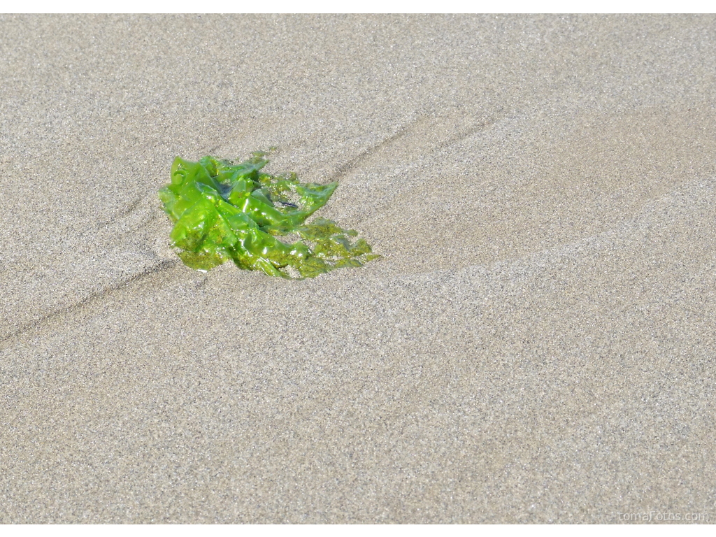 Alga sobre la arena de la playa