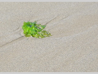 Alga sobre la arena de la playa