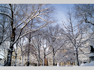 Árboles con nieve