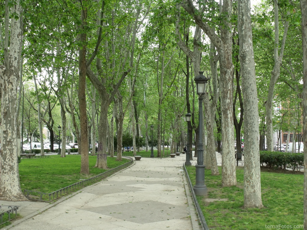 Árboles en el Paseo del Prado