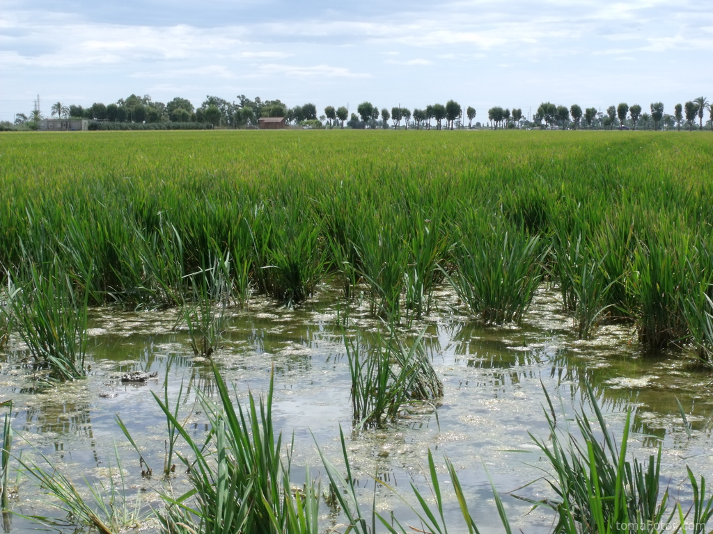 Arrozales anegados de agua