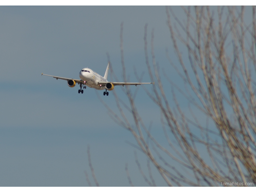 Avión tras las ramas secas