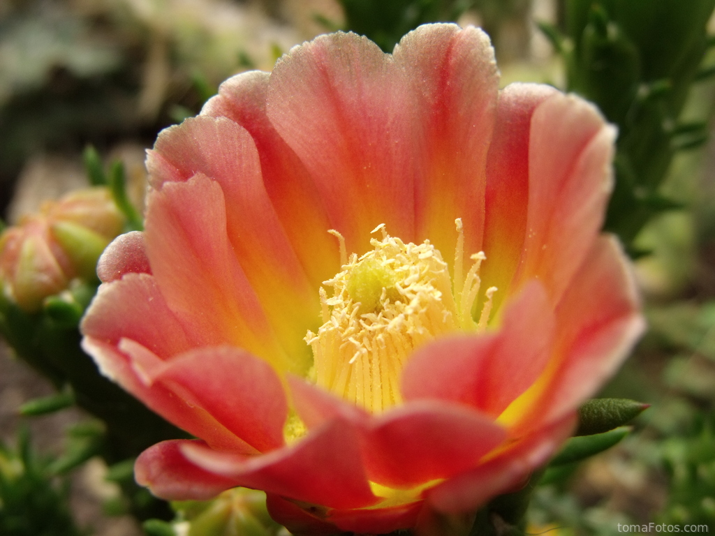 Flor amarilla y roja de un cactus