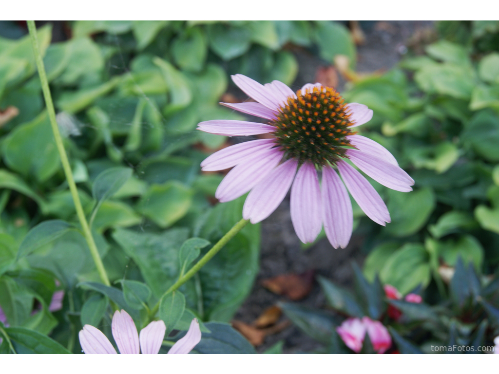 Flor en modo macro