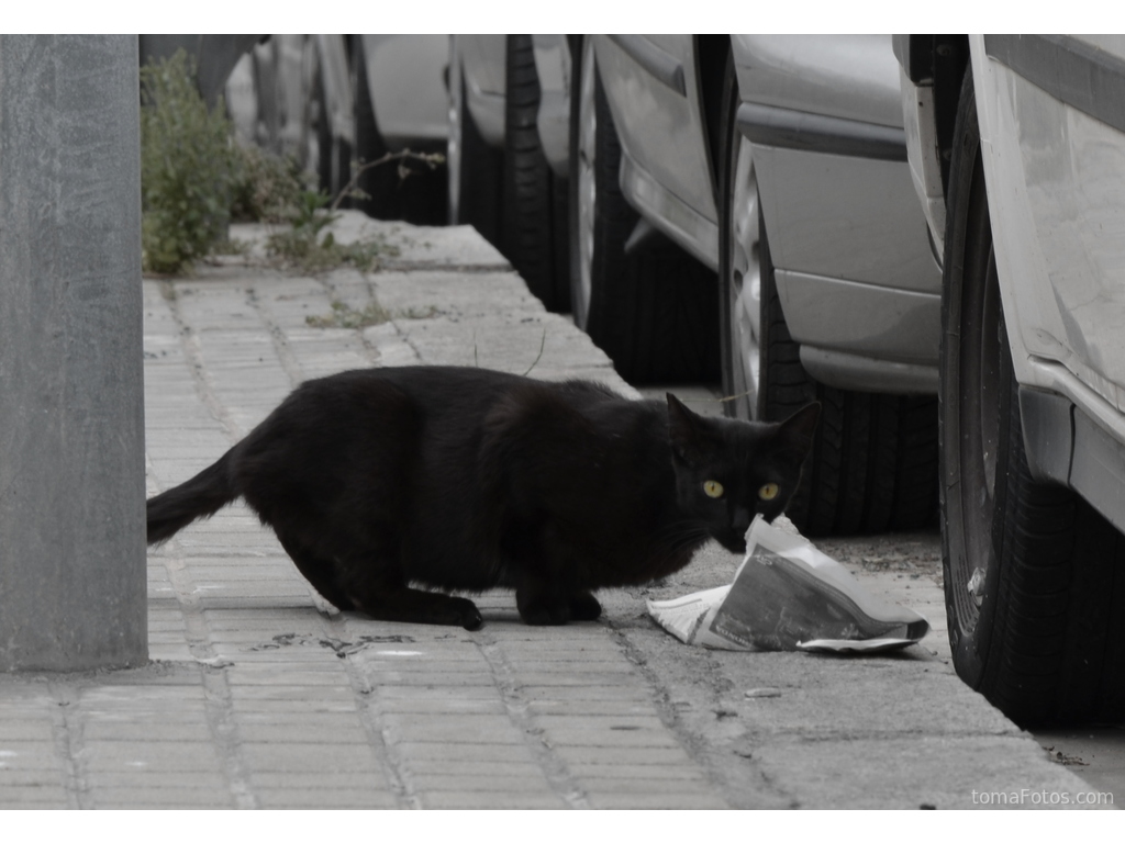 Gato negro callejero