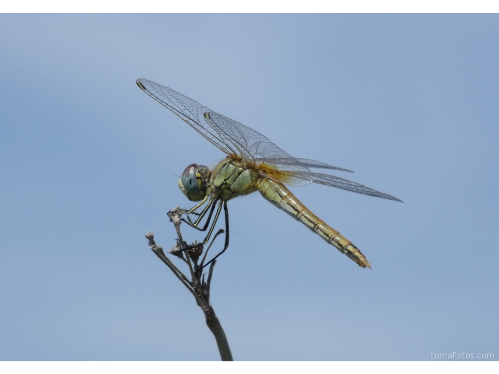 Libélula verde contra el cielo azul