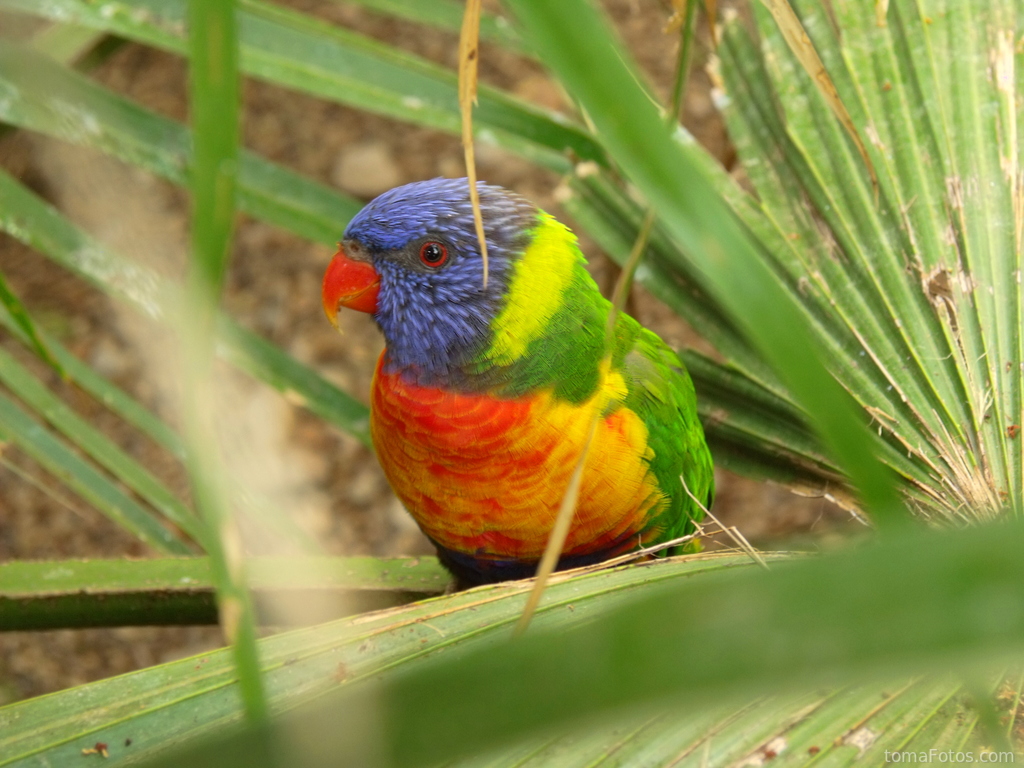 Loro de vivos colores sobre una hoja de palmera