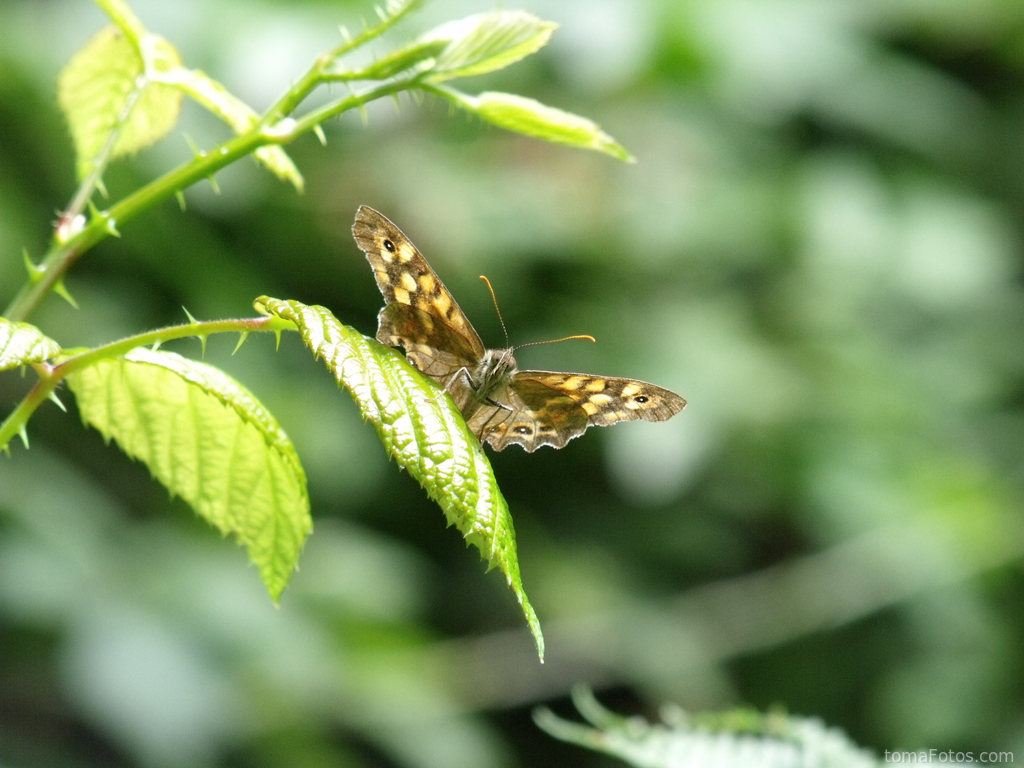 Mariposa de los muros mirándonos de frente