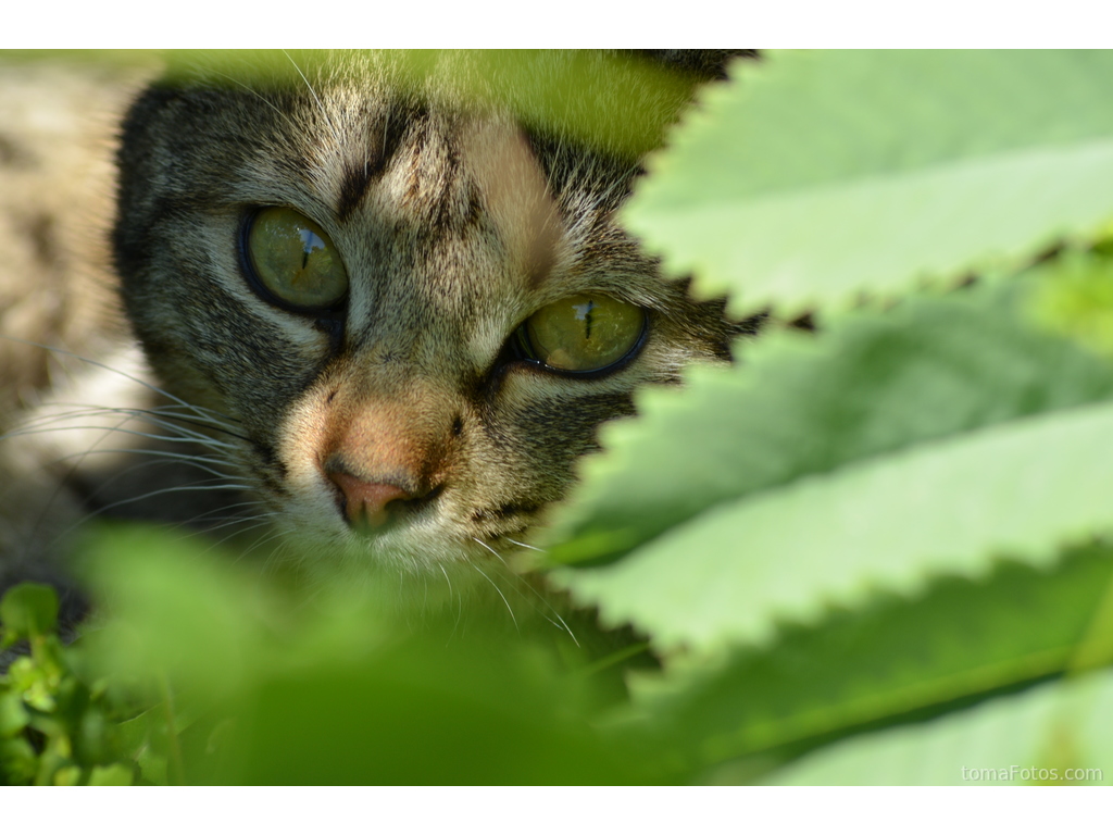 Mirada felina