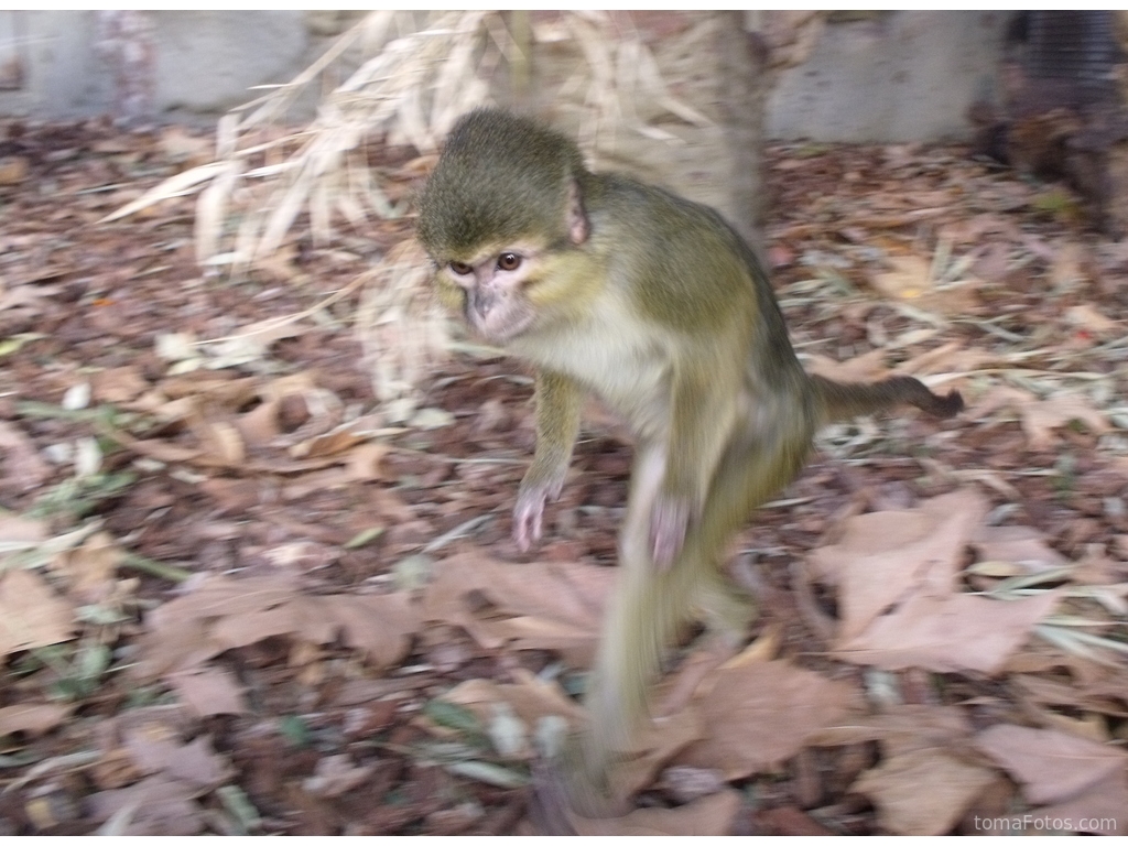 Un mono talapoin a la carrera