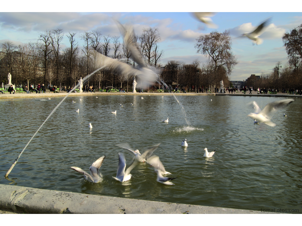 pajaros en movimiento