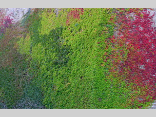 Pared forrada de hojas de colores