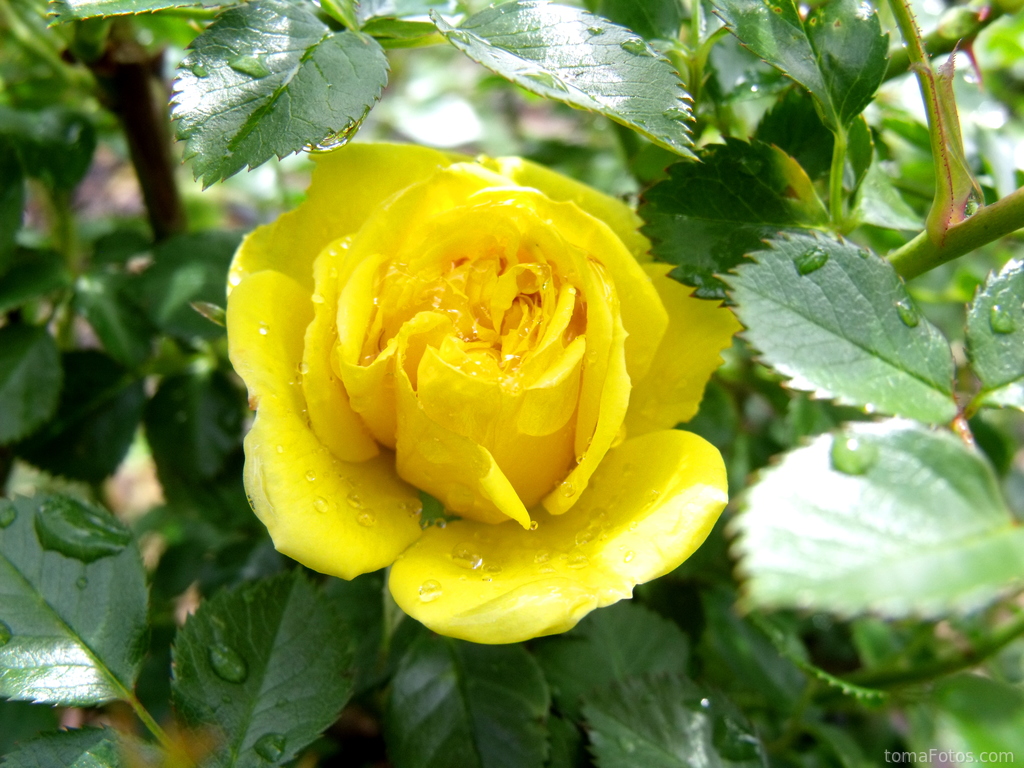 Rosa amarilla con gotas de agua