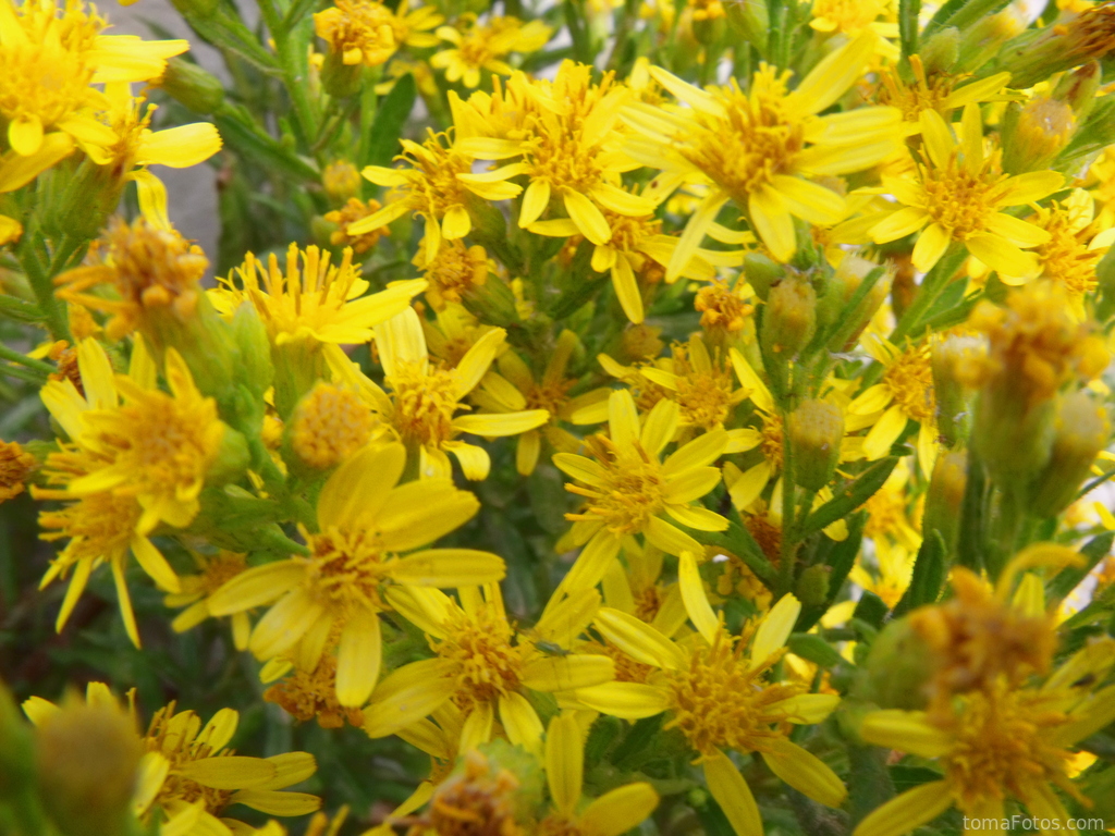 Un grupo de flores amarillas