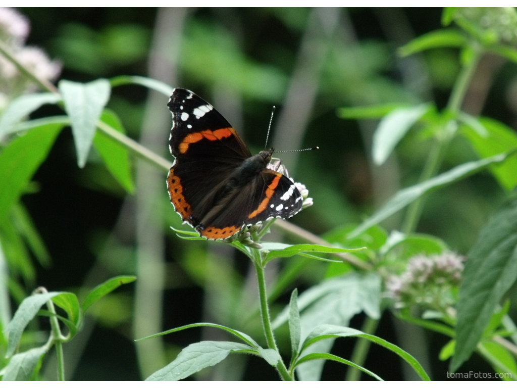 Vulcana o Vanessa atalanta